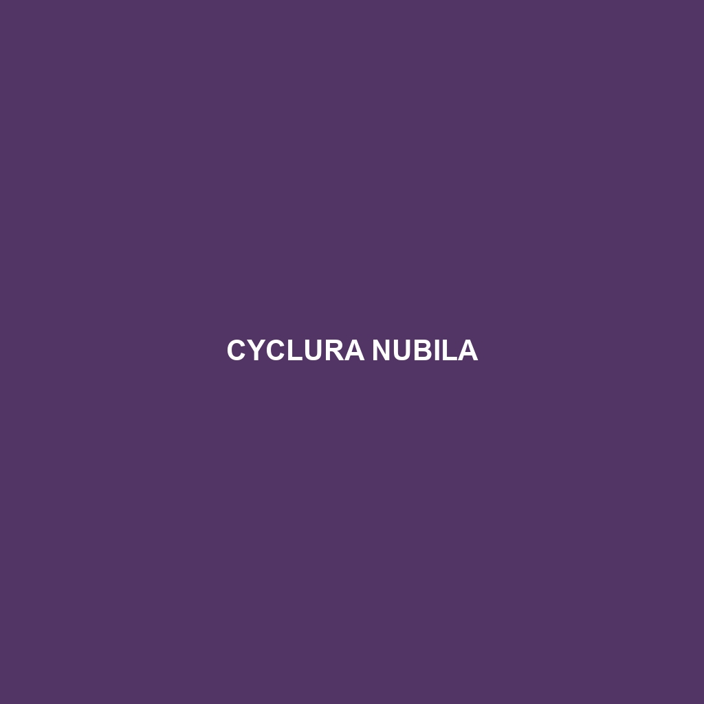 Cyclura nubila