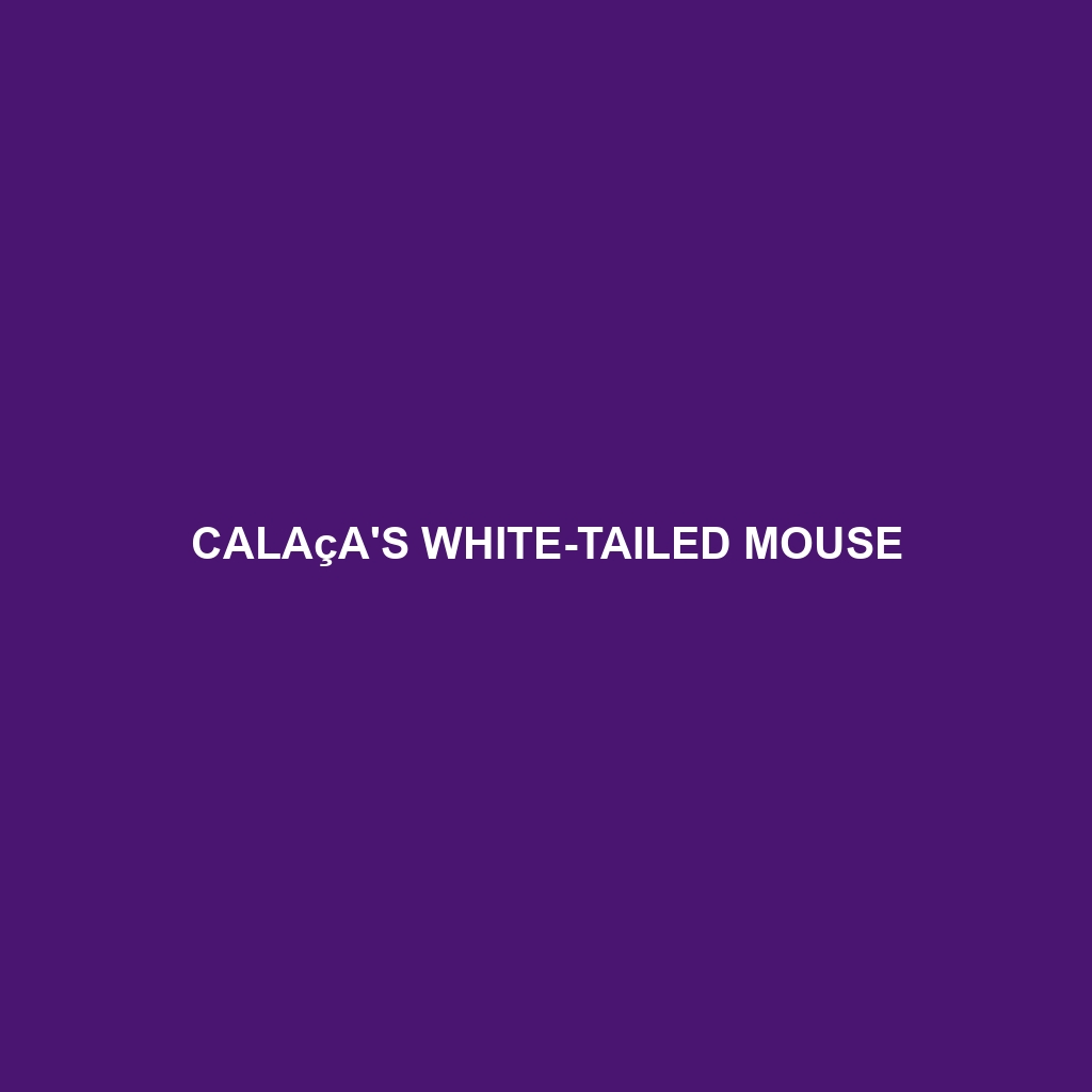 Calaça's White-tailed Mouse