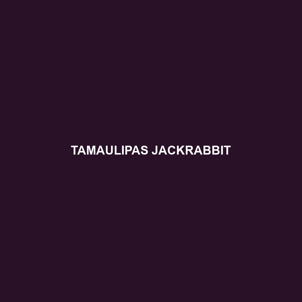 Tamaulipas Jackrabbit