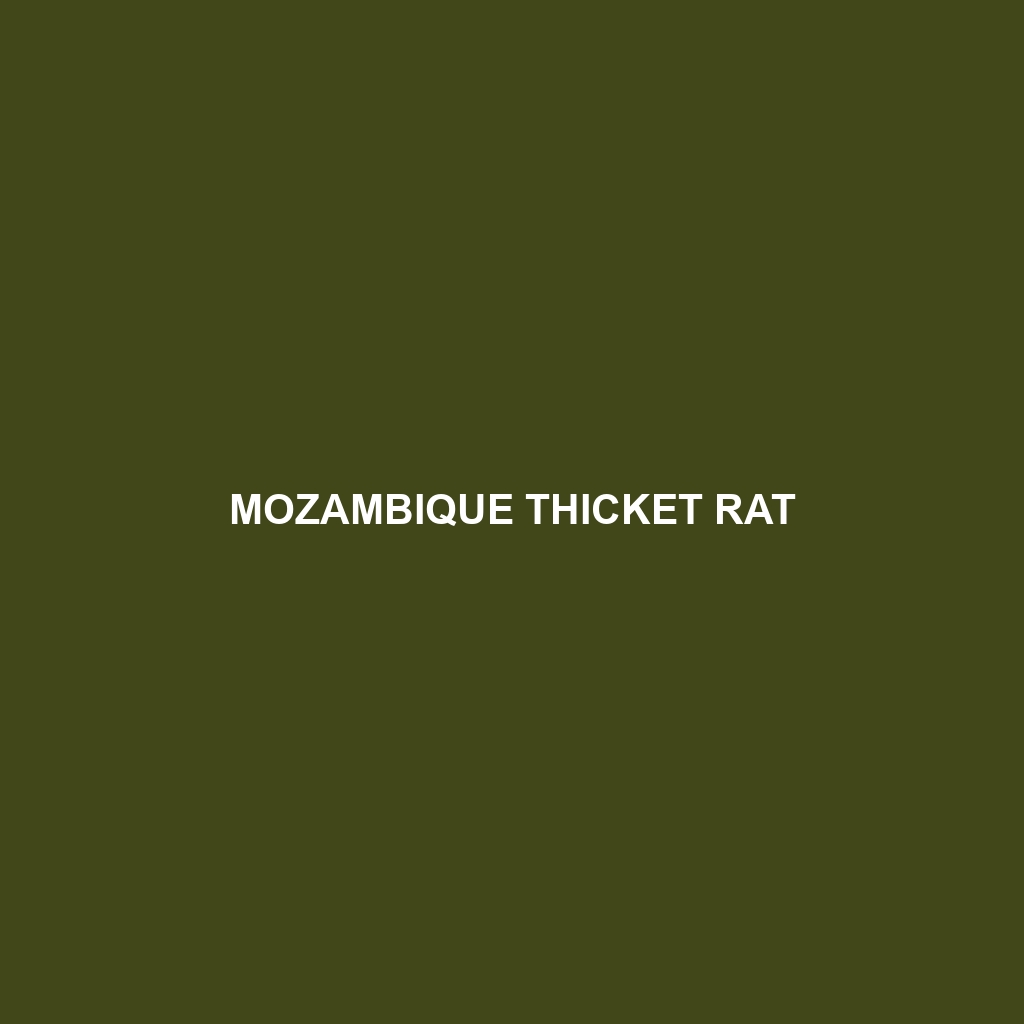 Mozambique Thicket Rat