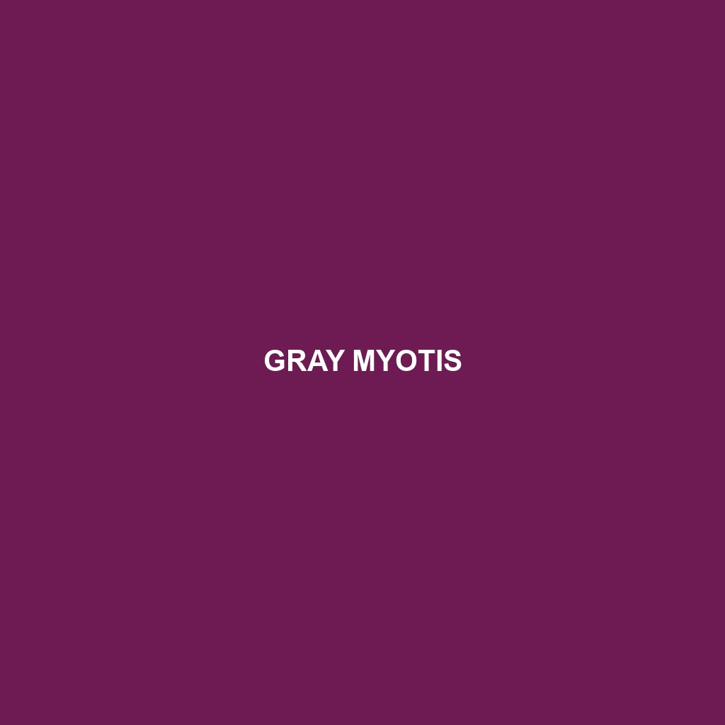 Gray Myotis