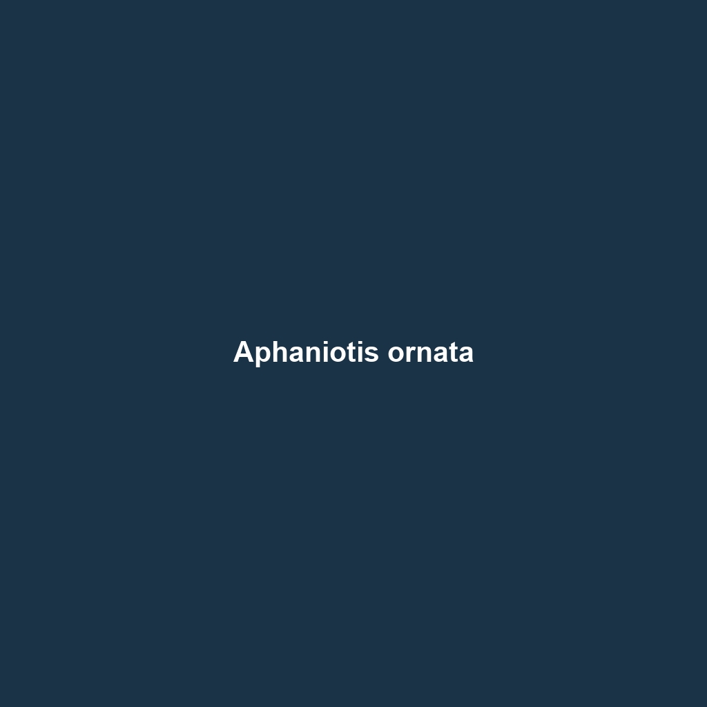 Aphaniotis ornata