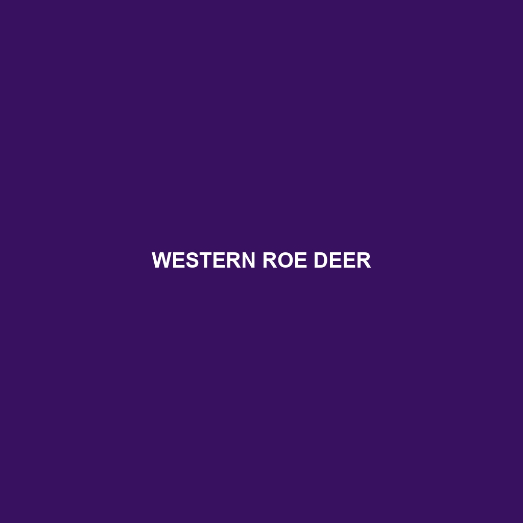 Western Roe Deer