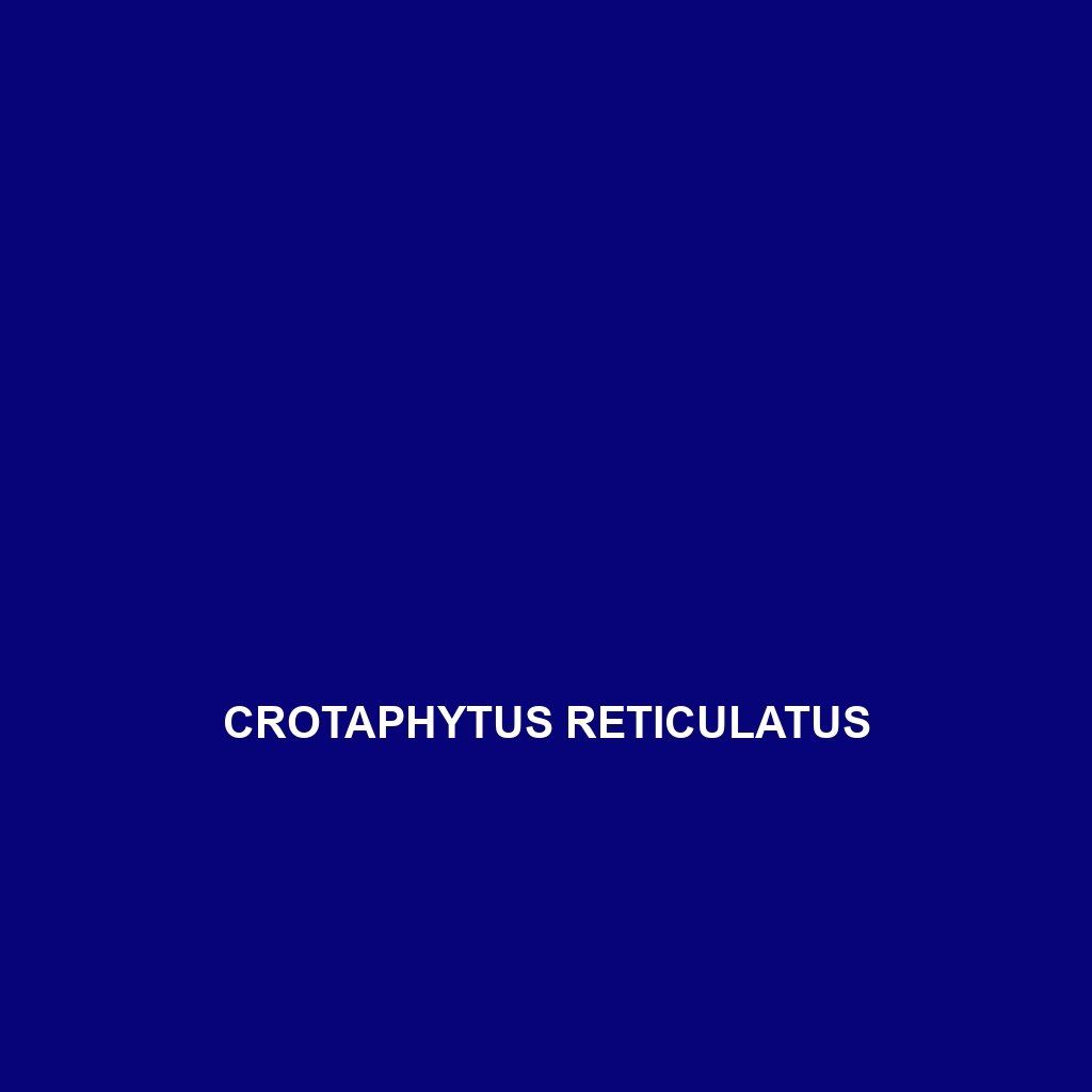 Crotaphytus reticulatus