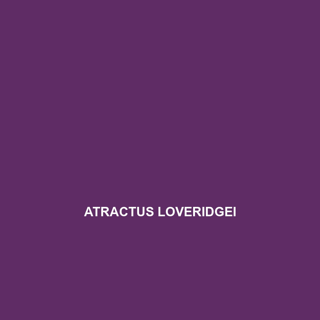 Atractus loveridgei