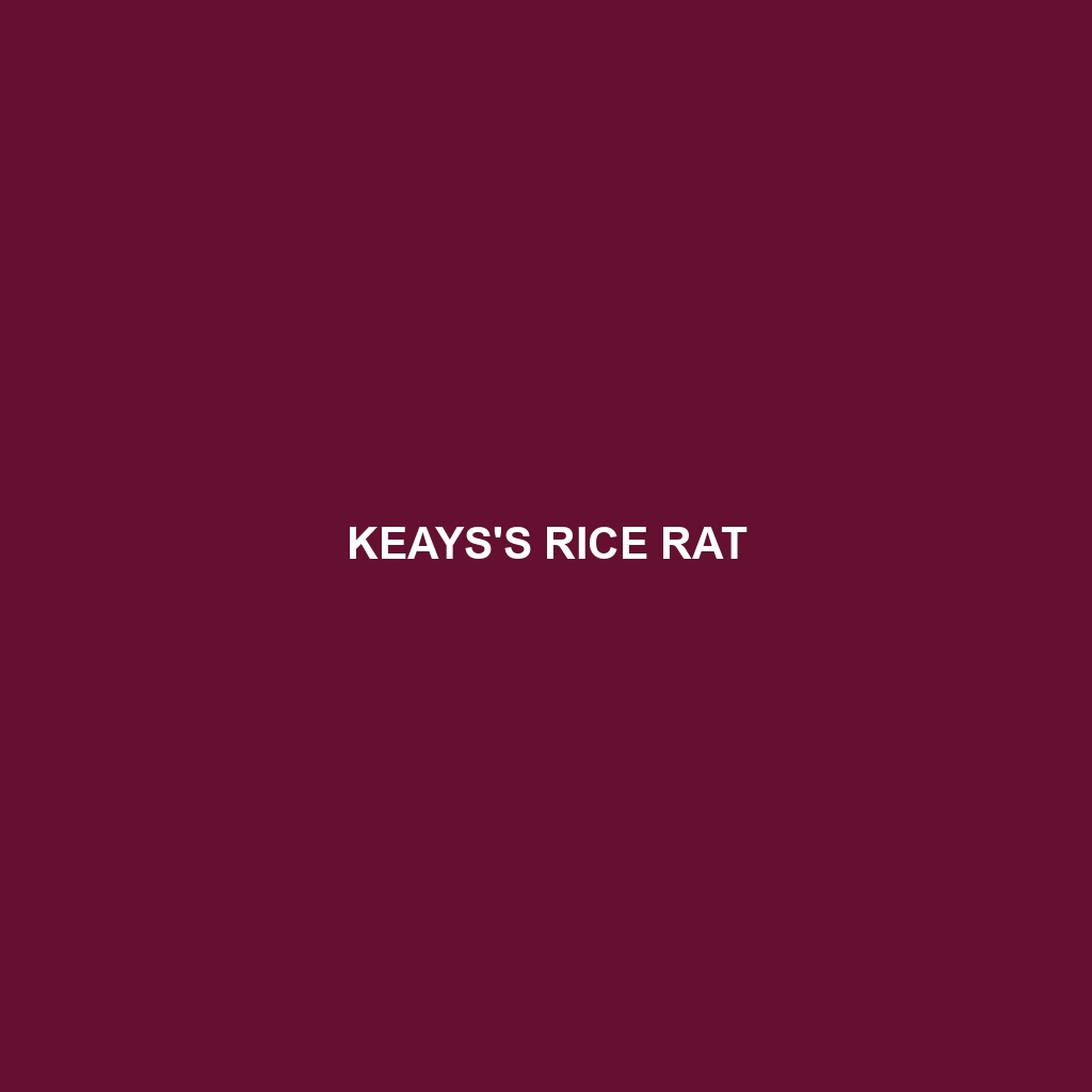 Keays's Rice Rat