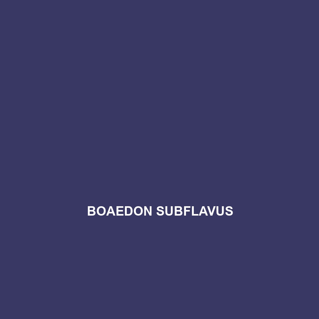 Boaedon subflavus