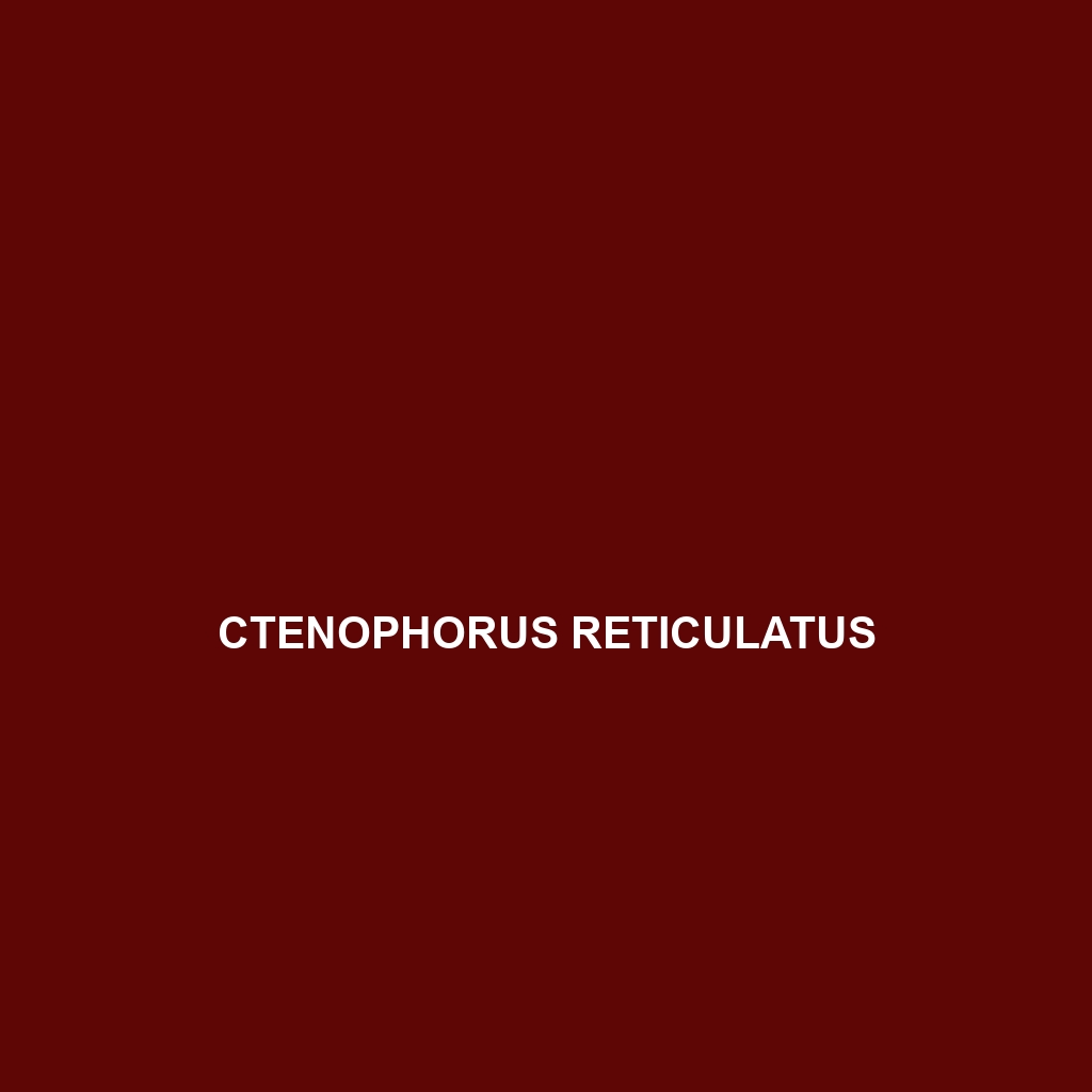 Ctenophorus reticulatus