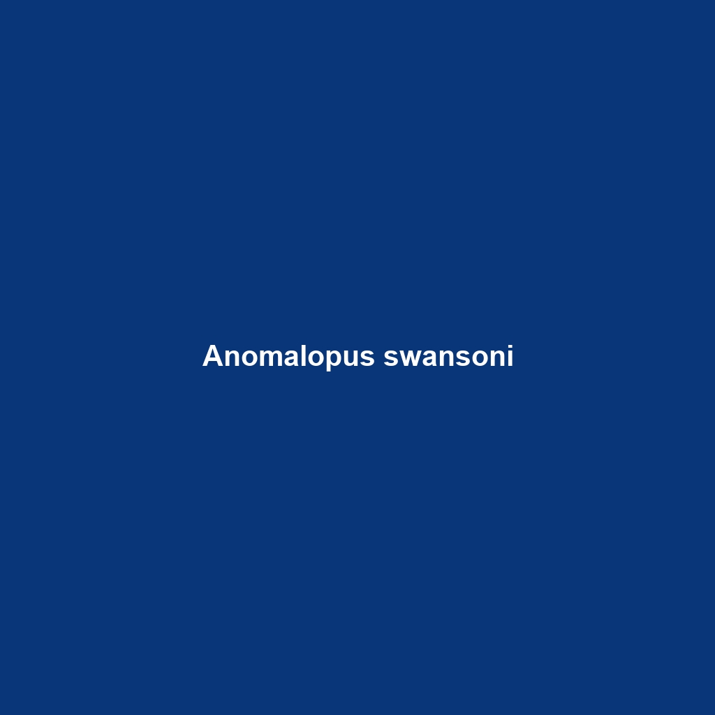 Anomalopus swansoni