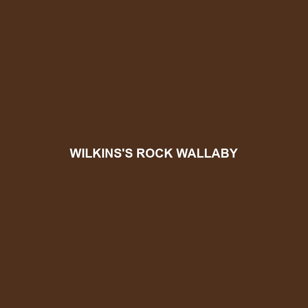 Wilkins's Rock Wallaby