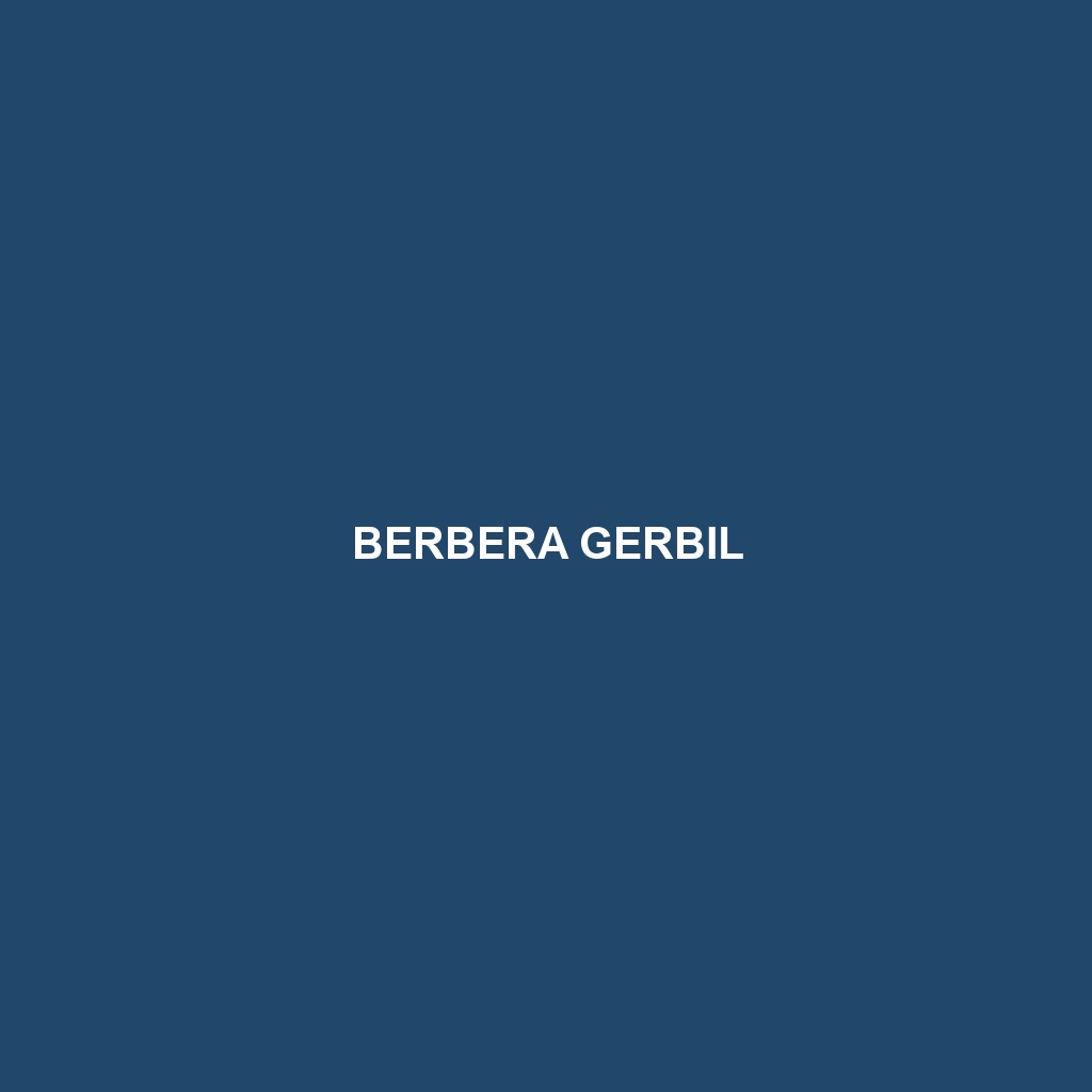 Berbera Gerbil