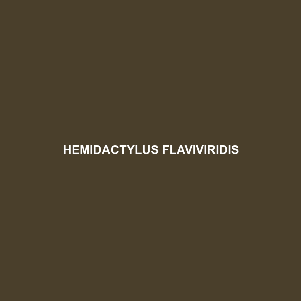 Hemidactylus flaviviridis