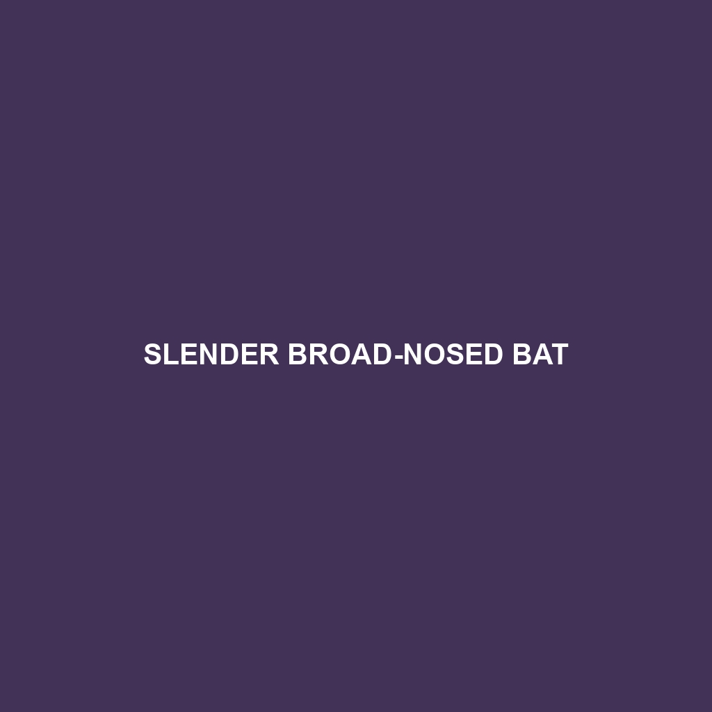 Slender Broad-nosed Bat