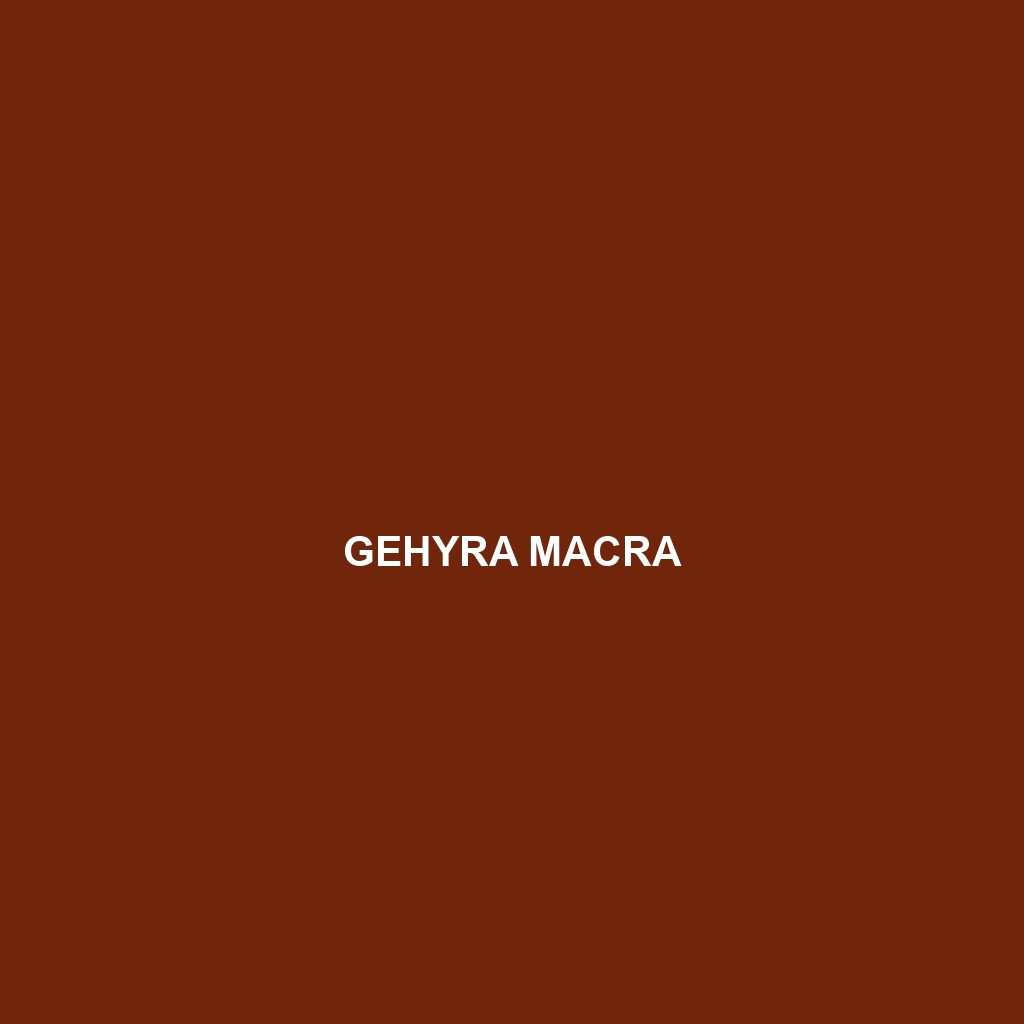 Gehyra macra