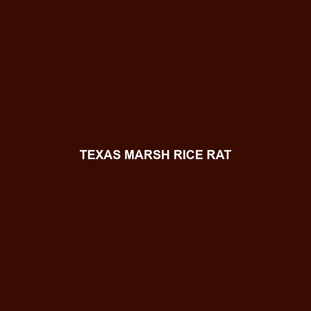 Texas Marsh Rice Rat