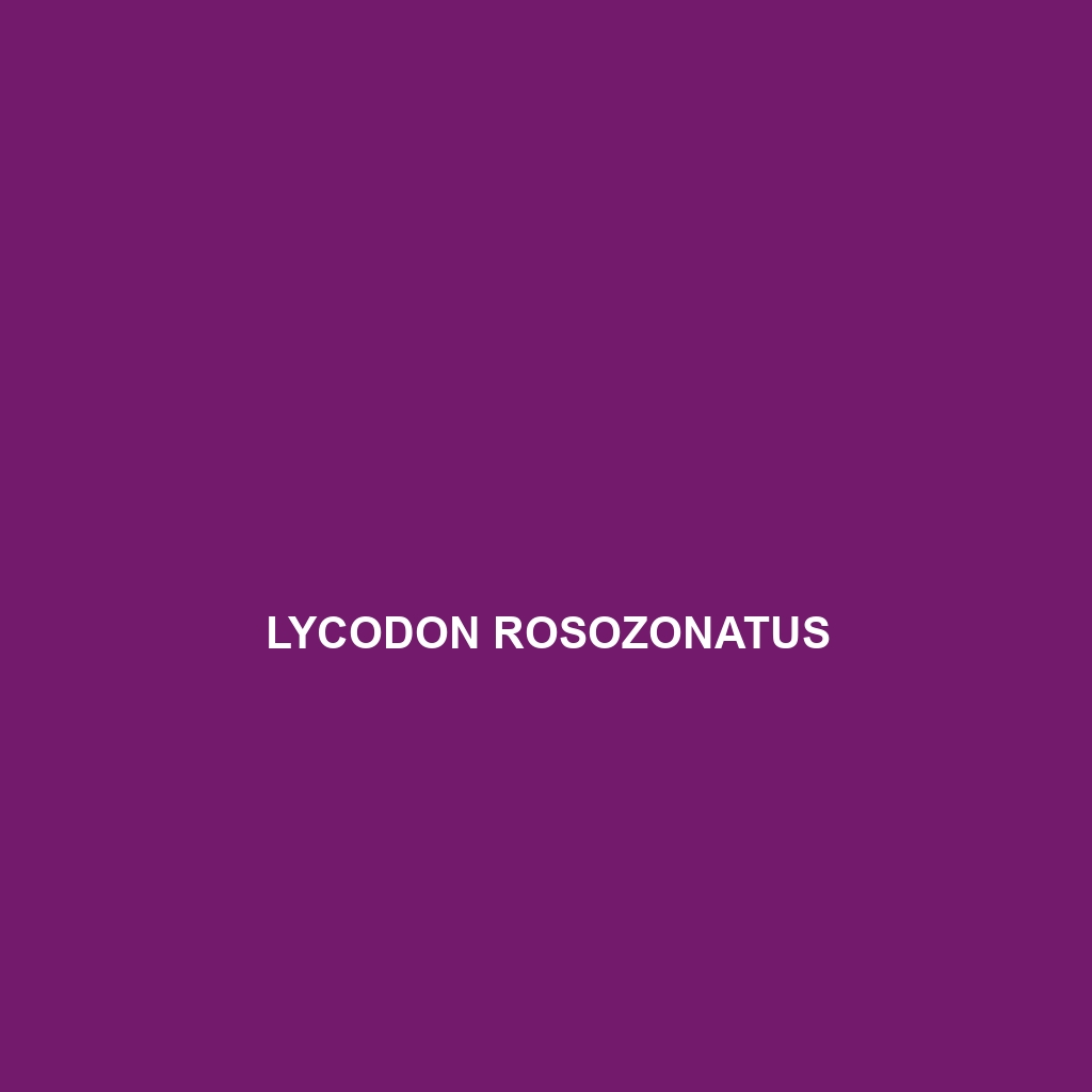 Lycodon rosozonatus