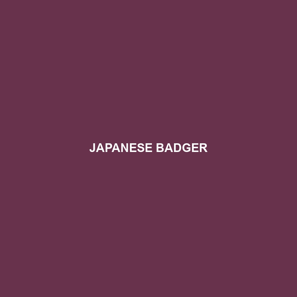 Japanese Badger