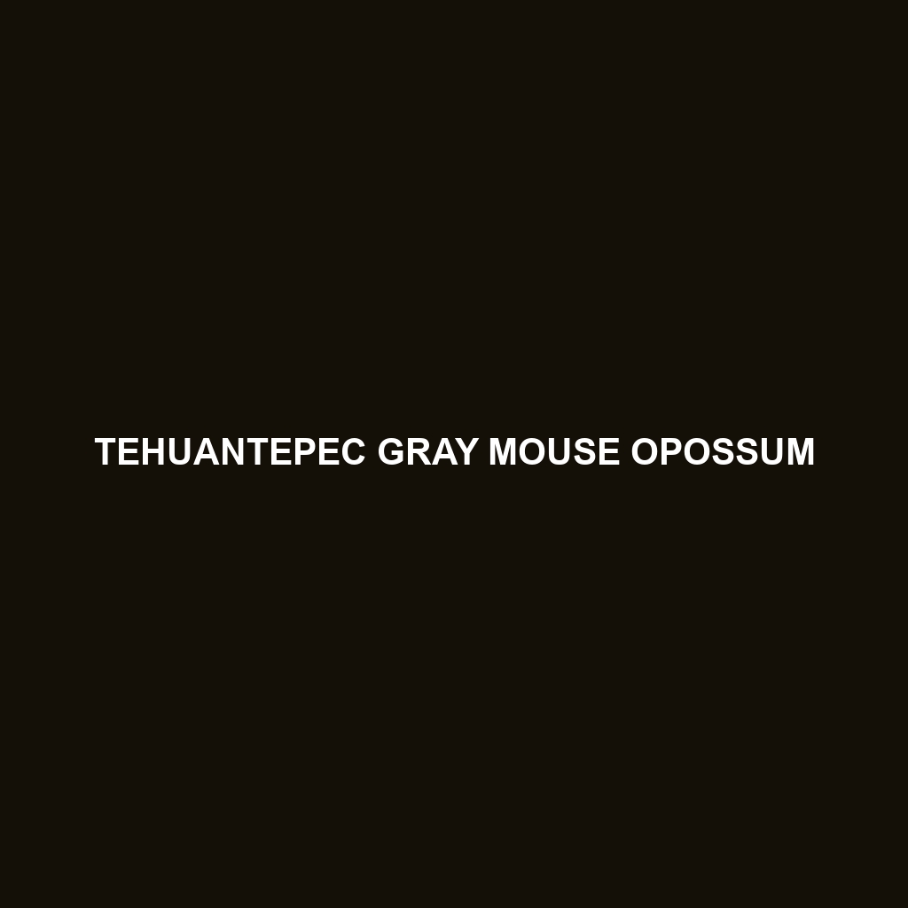 Tehuantepec Gray Mouse Opossum