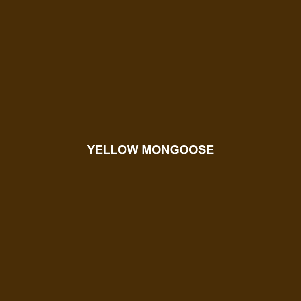 Yellow Mongoose