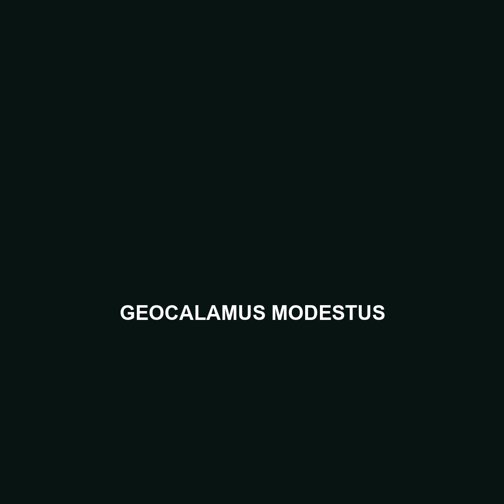 Geocalamus modestus