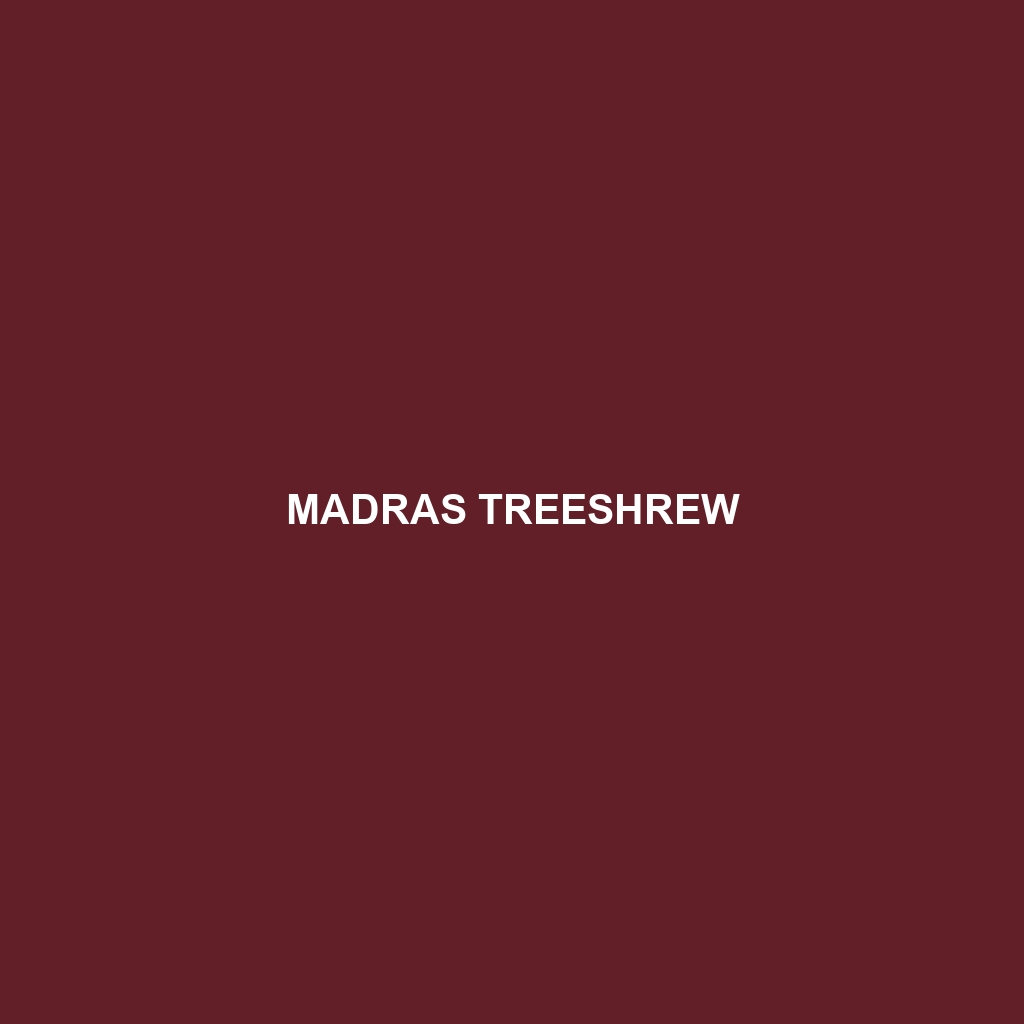 Madras Treeshrew