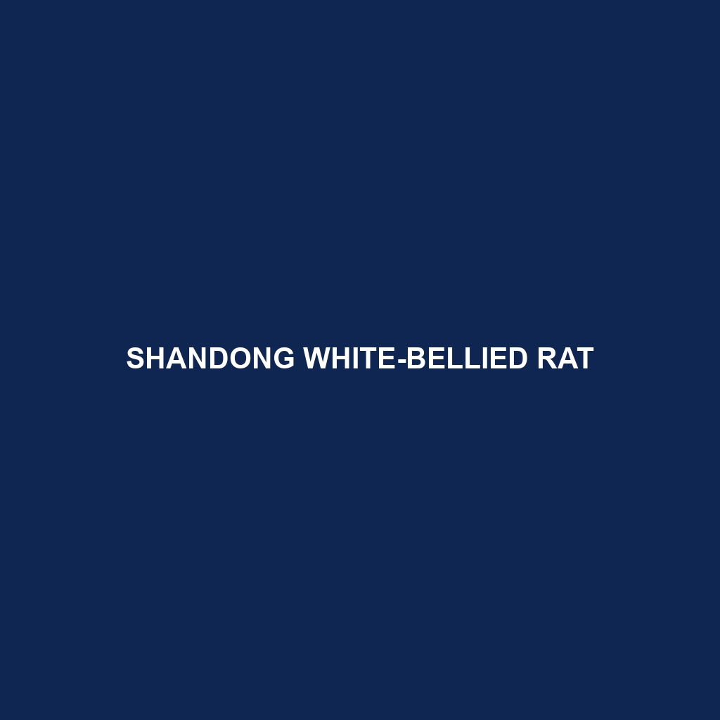 Shandong White-bellied Rat