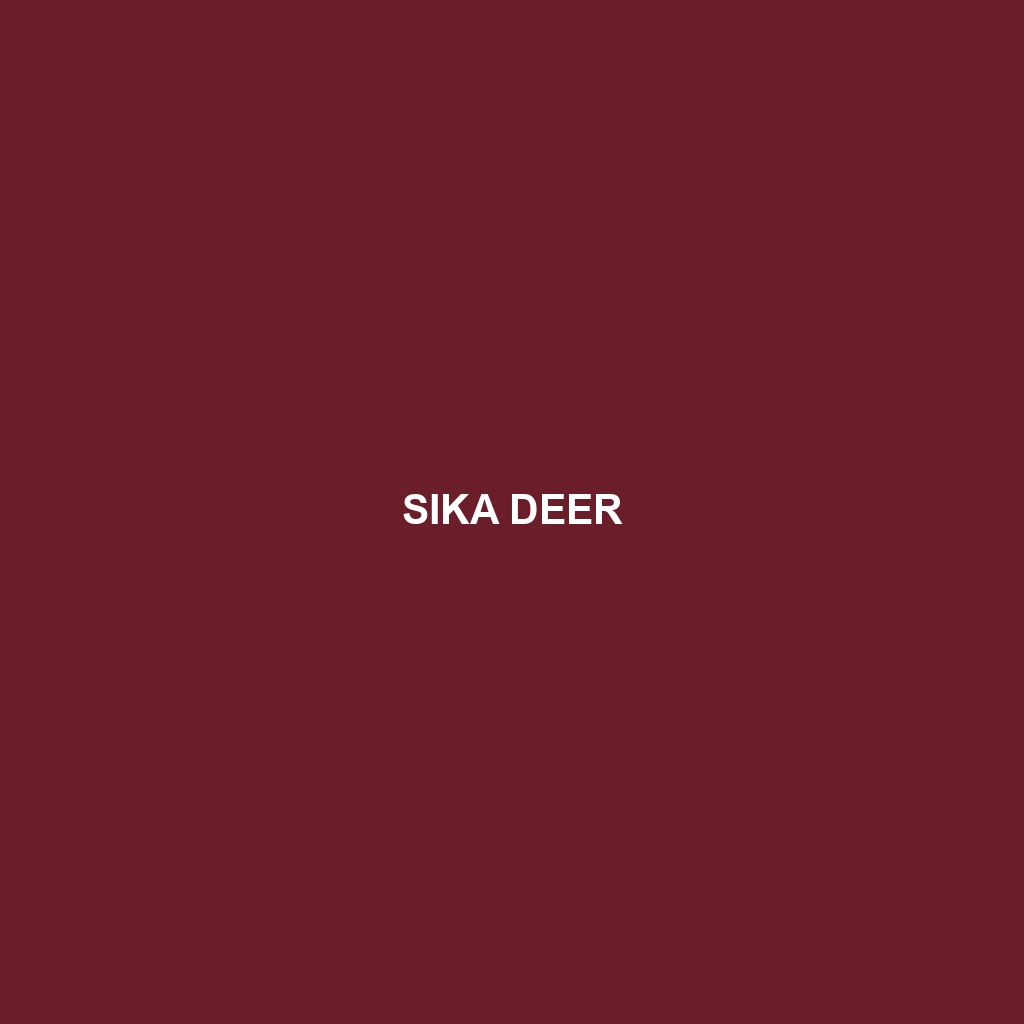 Sika Deer