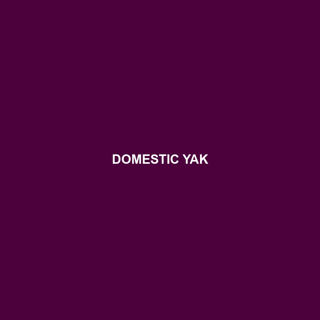 Domestic Yak