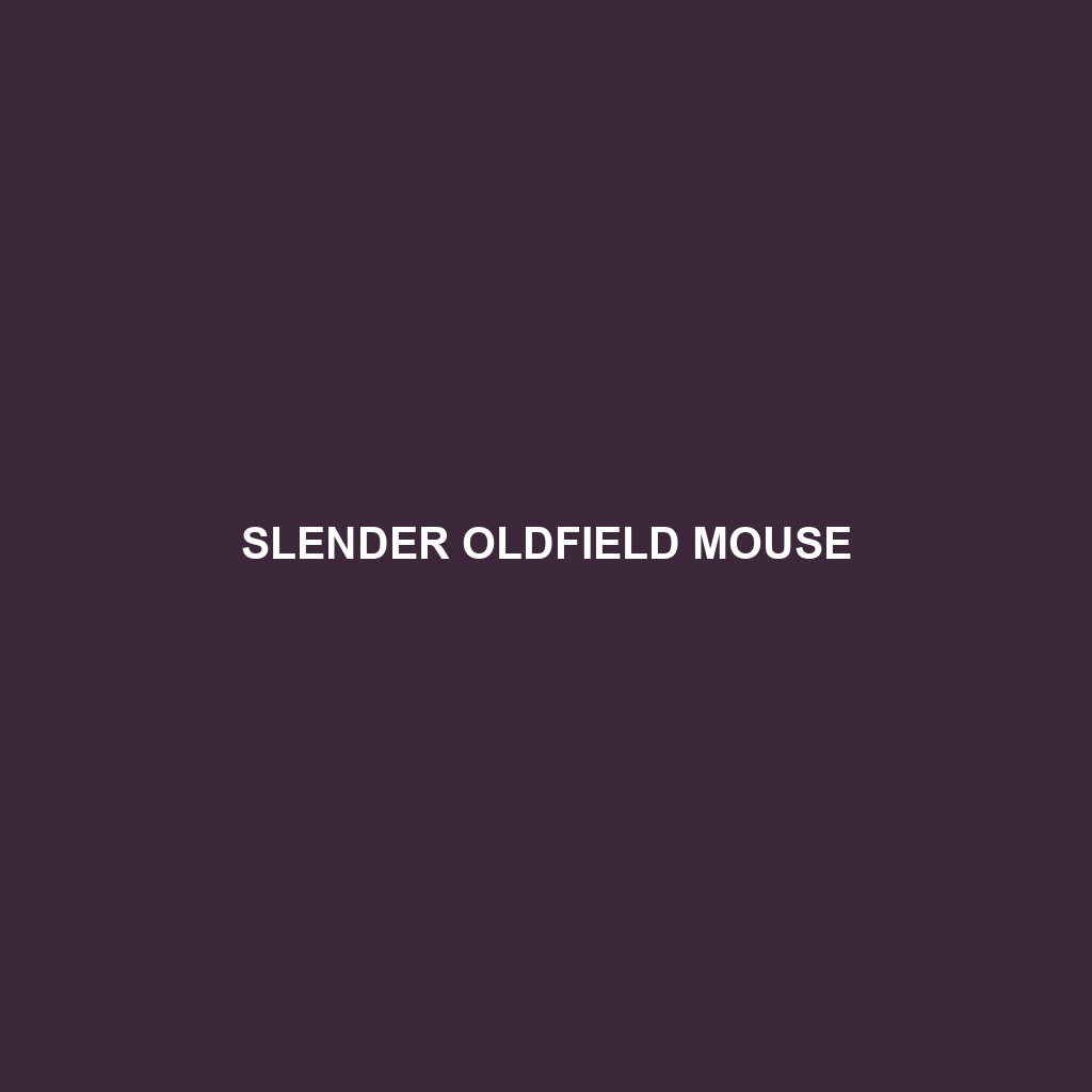 Slender Oldfield Mouse