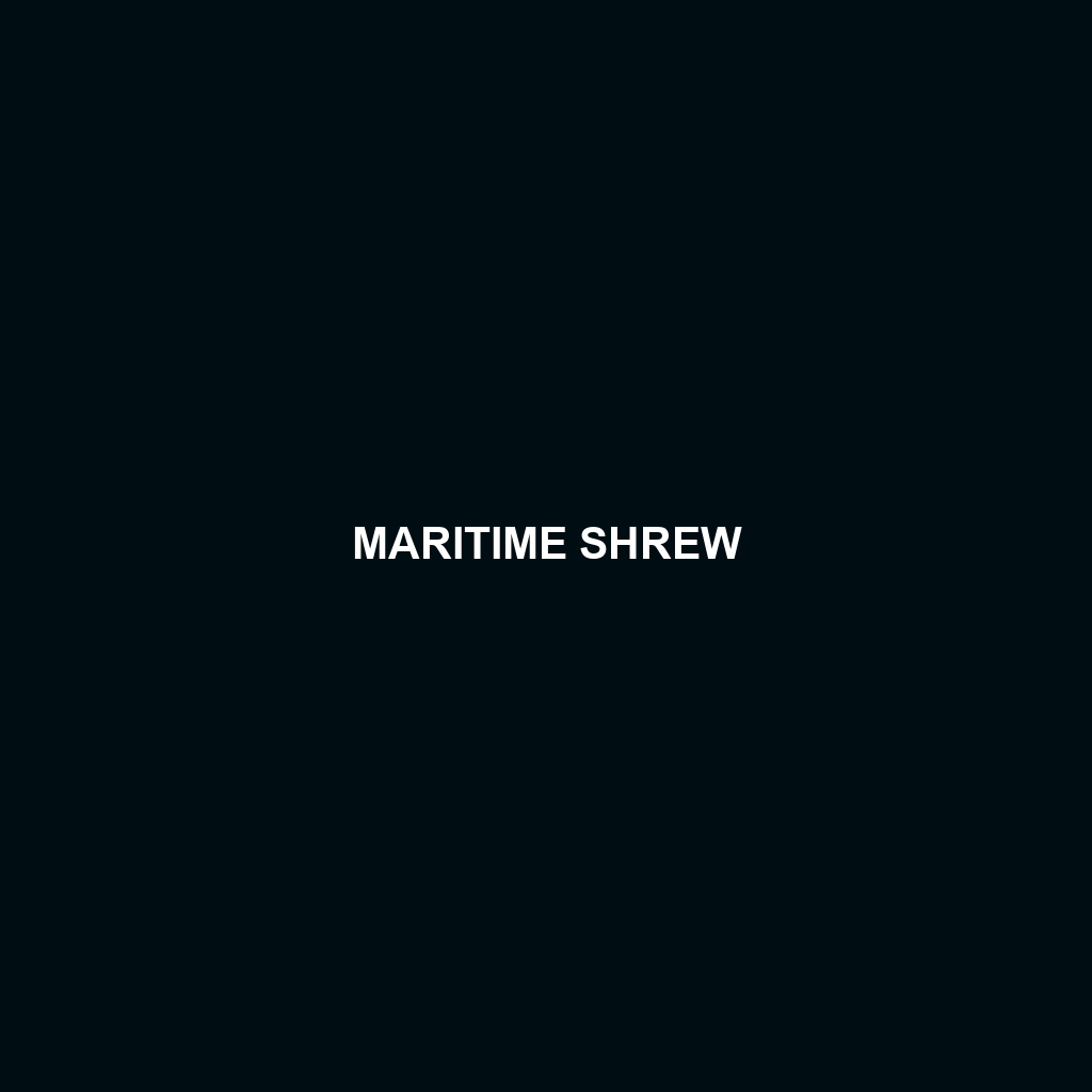 Maritime Shrew