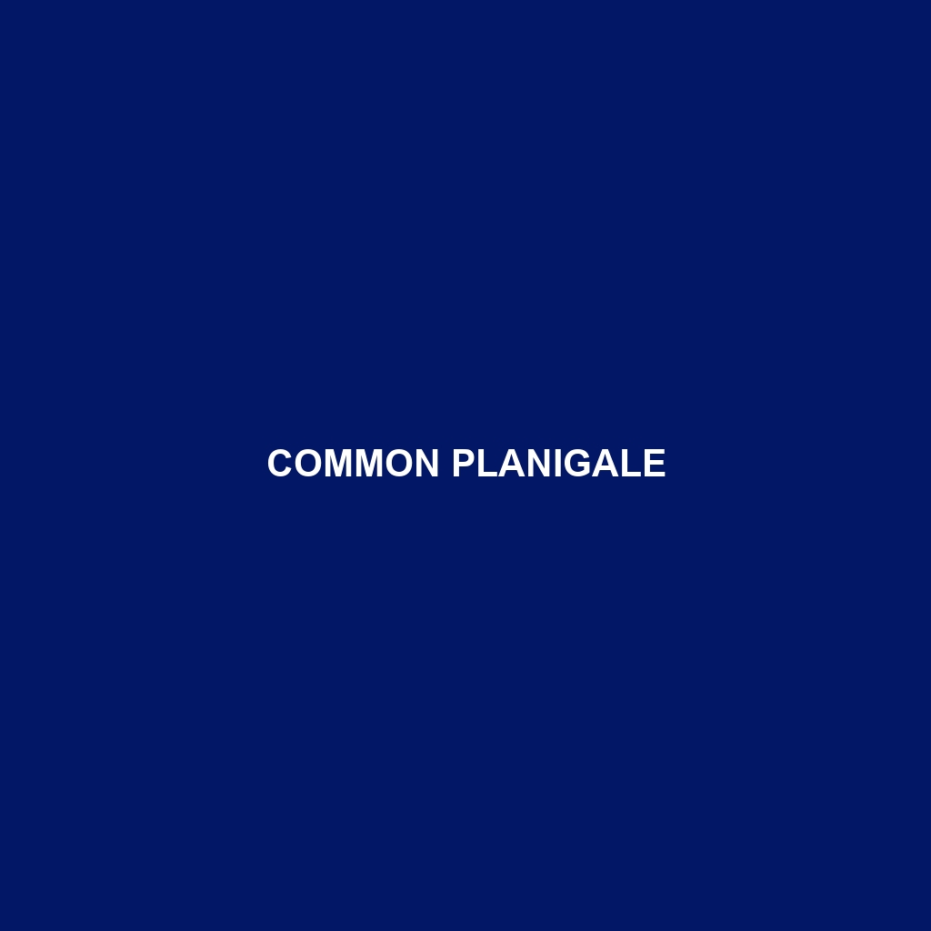 Common Planigale