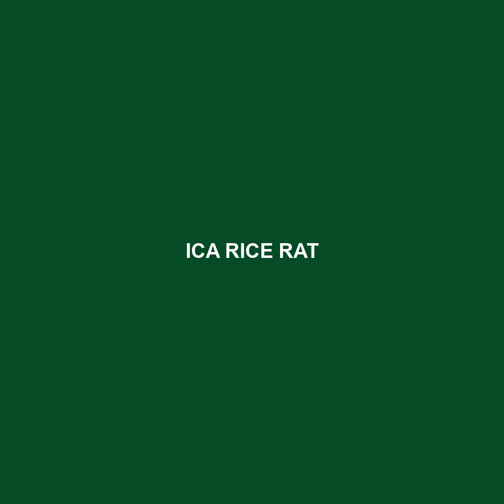 Ica Rice Rat