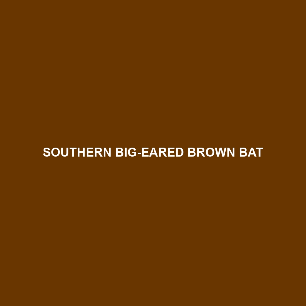 Southern Big-eared Brown Bat