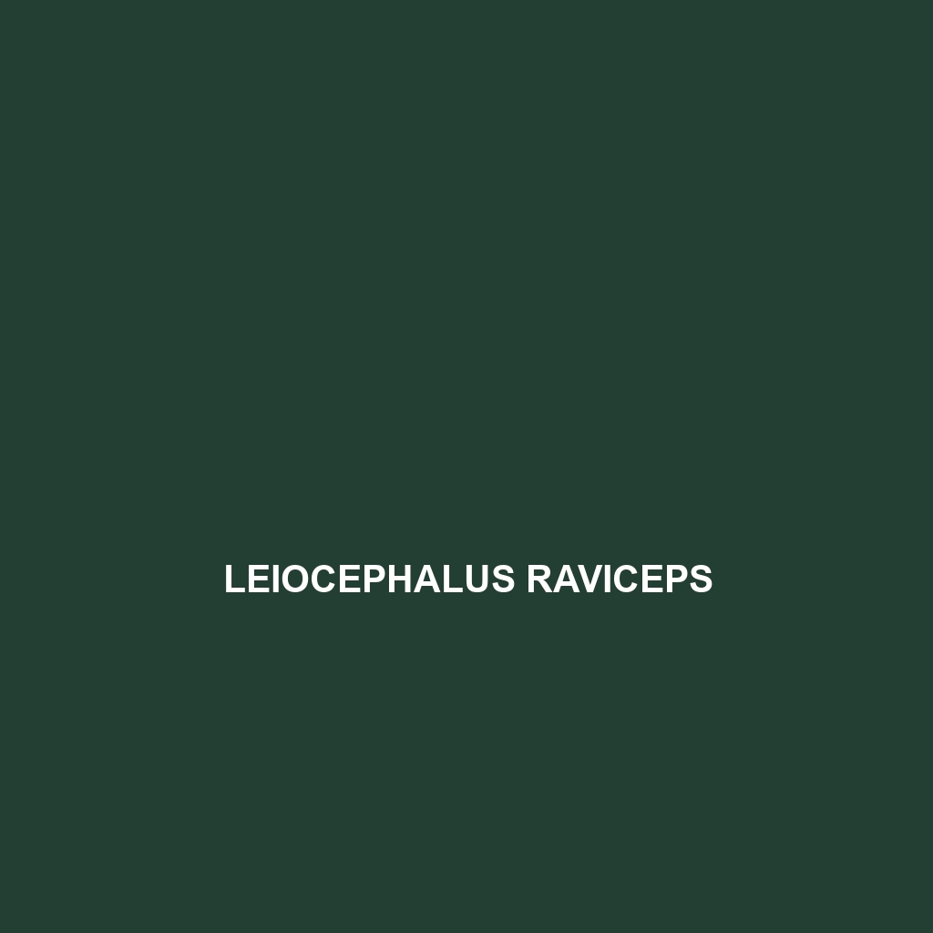 Leiocephalus raviceps