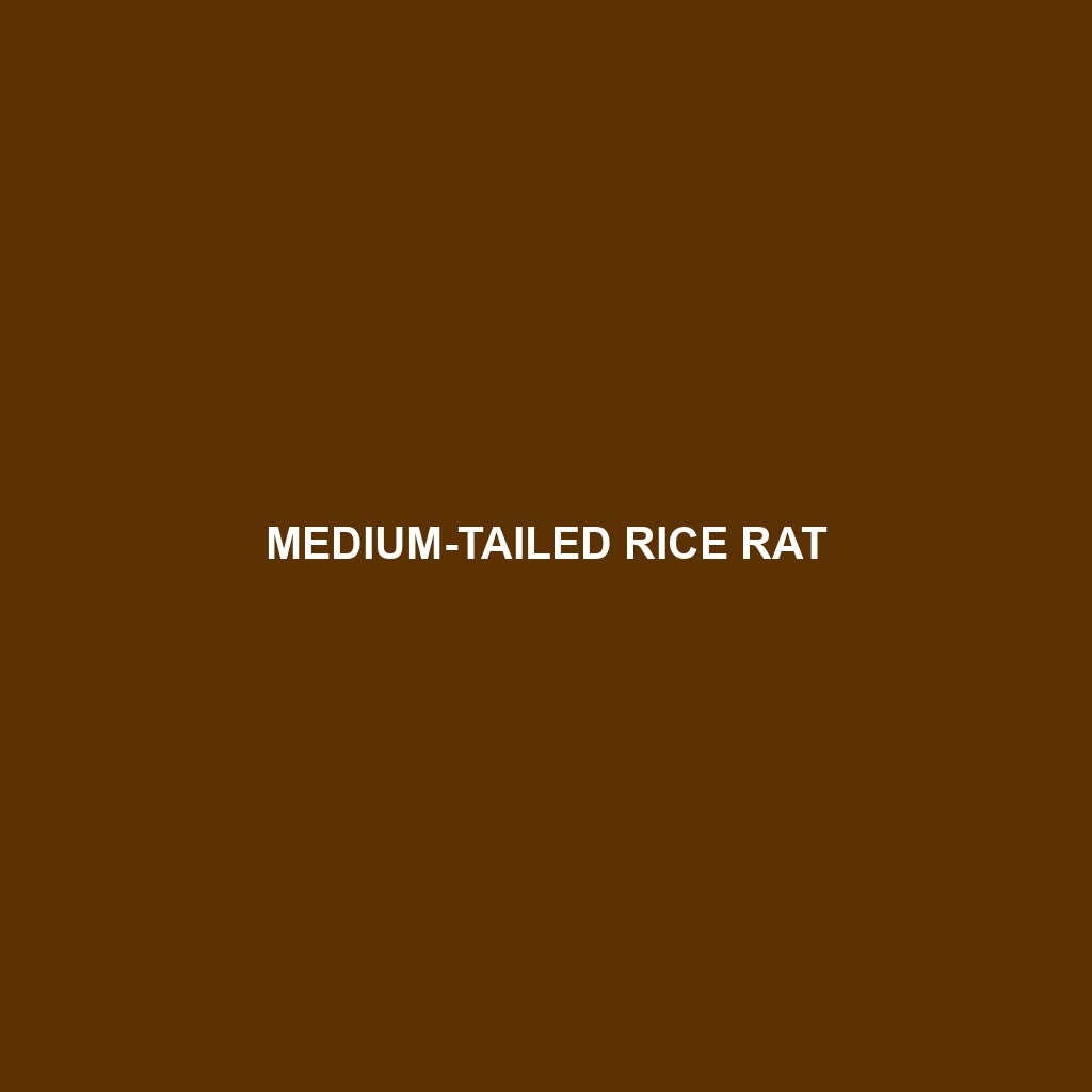 Medium-tailed Rice Rat