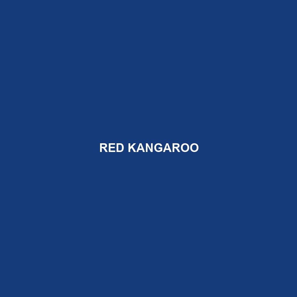 Red Kangaroo