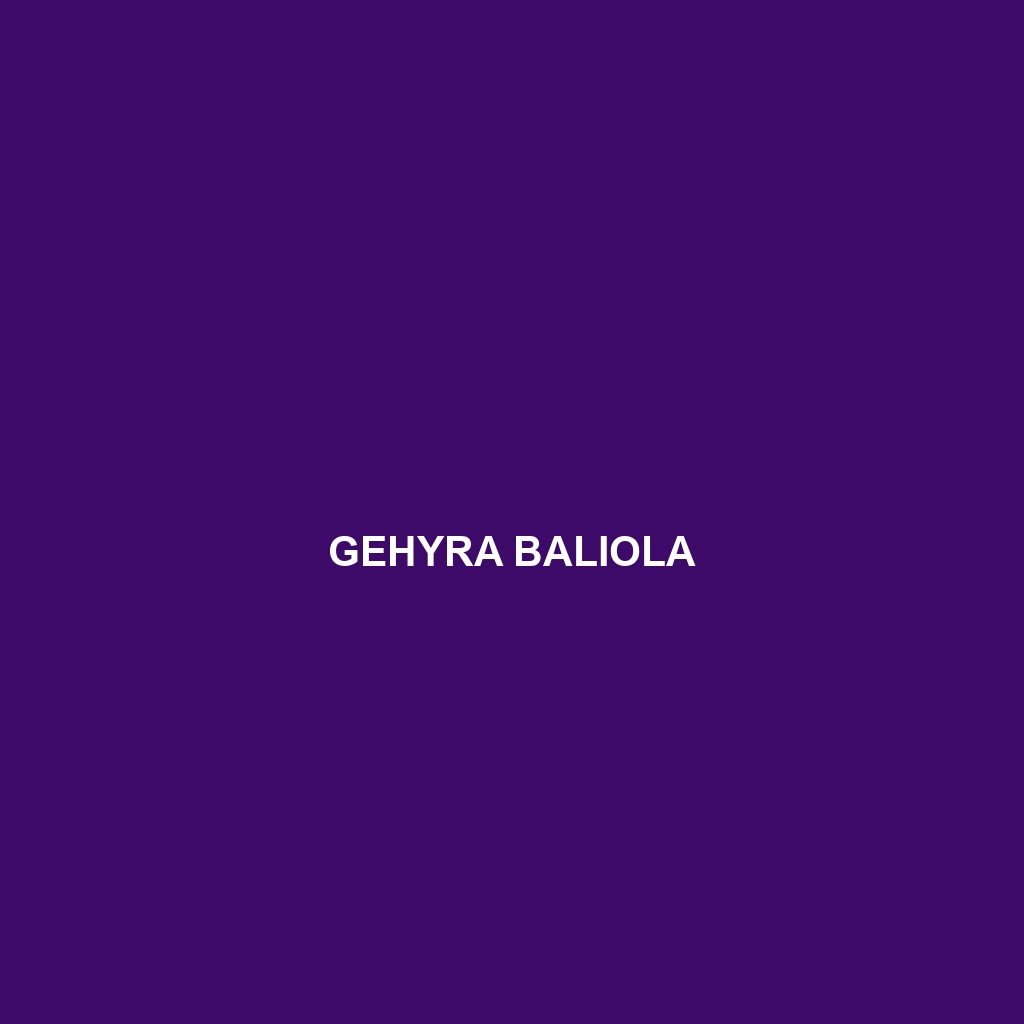 Gehyra baliola