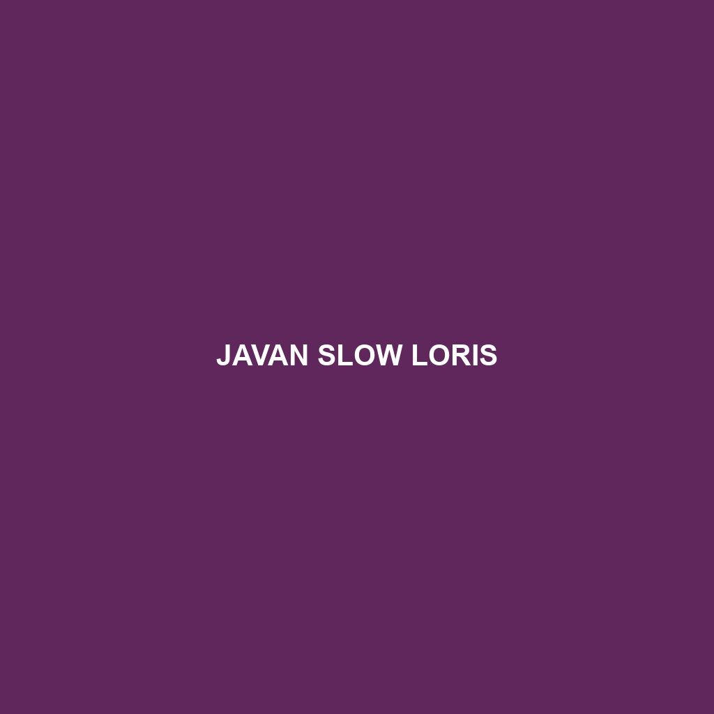 Javan Slow Loris