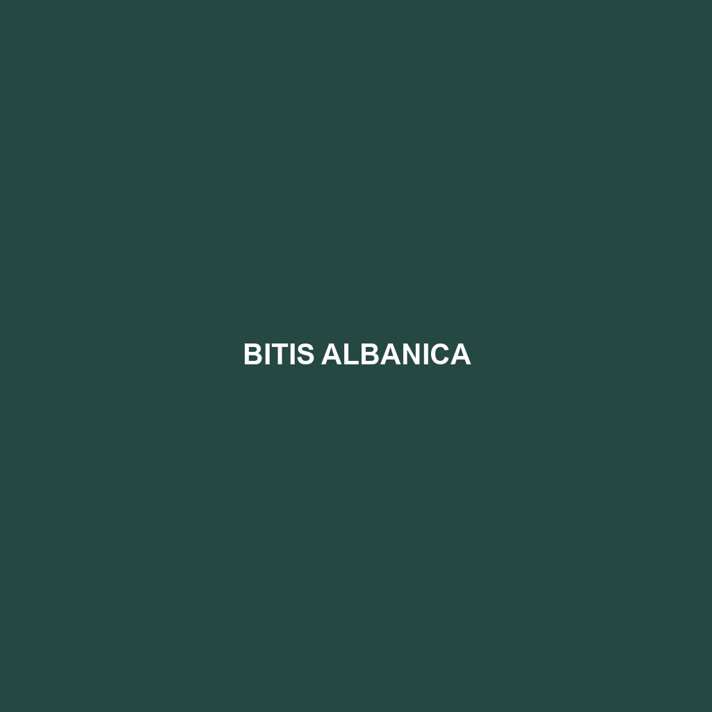 Bitis albanica