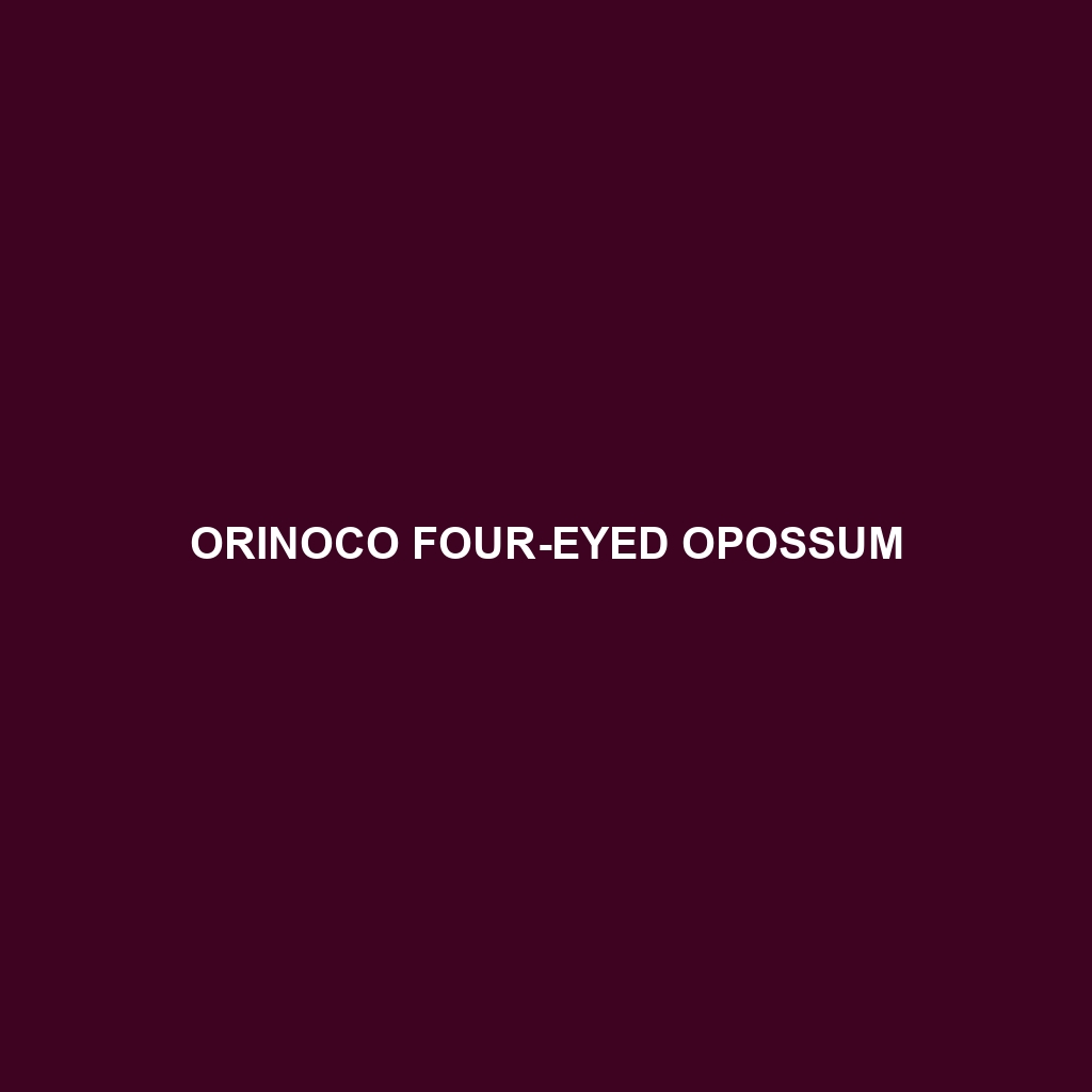 Orinoco Four-eyed Opossum