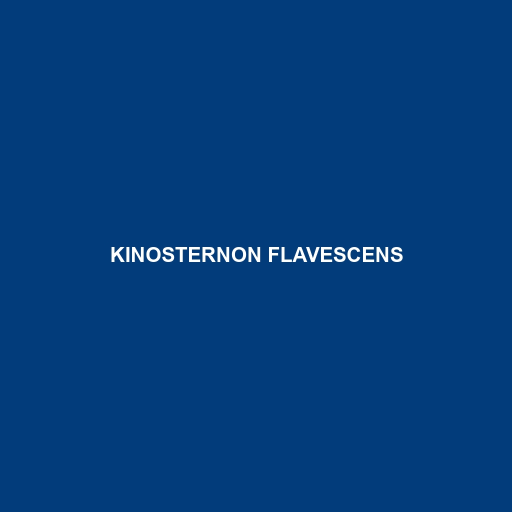 Kinosternon flavescens