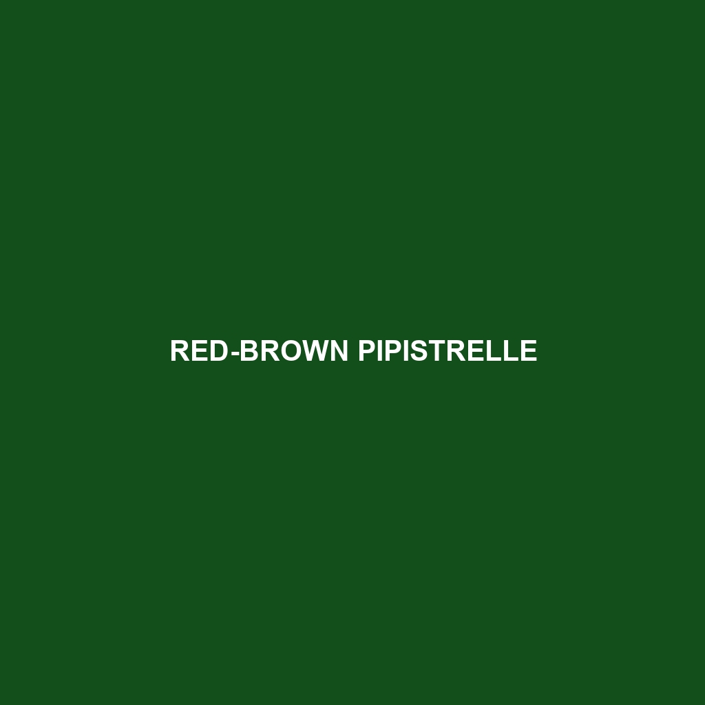 Red-brown Pipistrelle