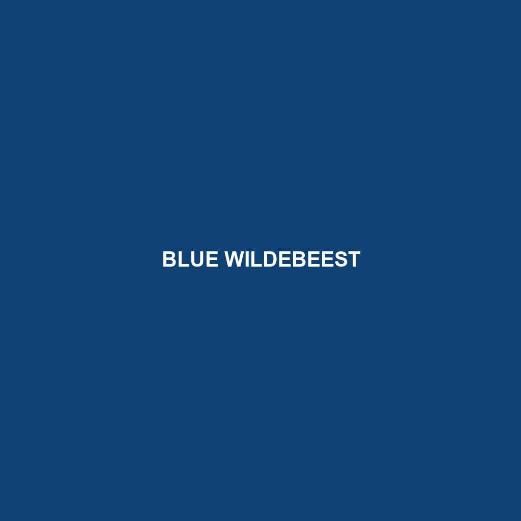 Blue Wildebeest