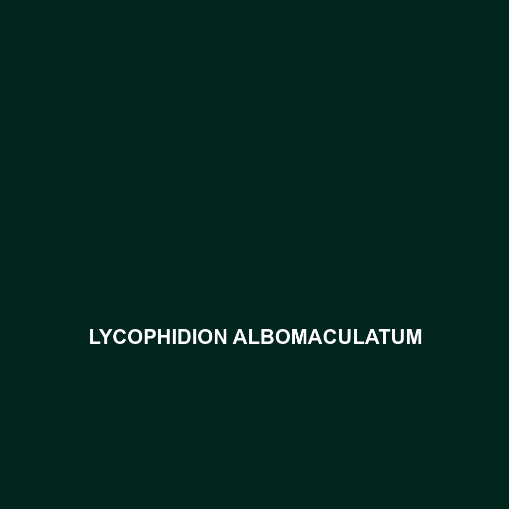 Lycophidion albomaculatum