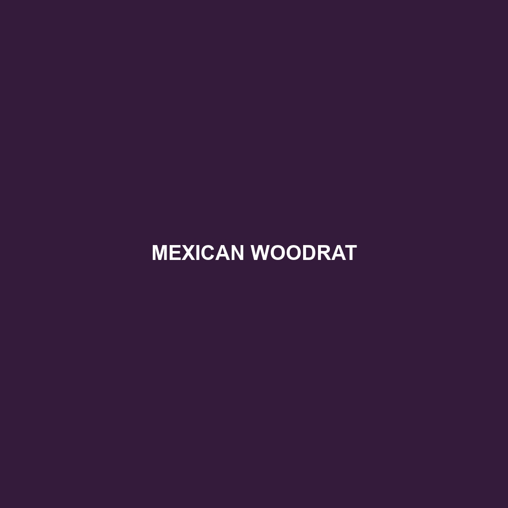 Mexican Woodrat