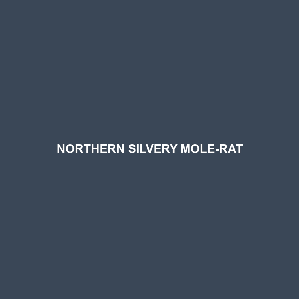 Northern Silvery Mole-rat