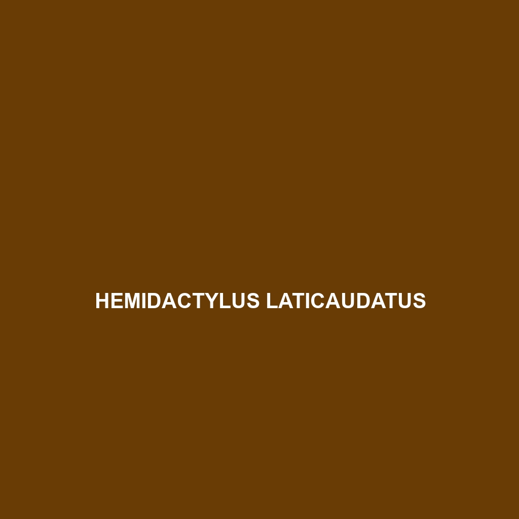 Hemidactylus laticaudatus