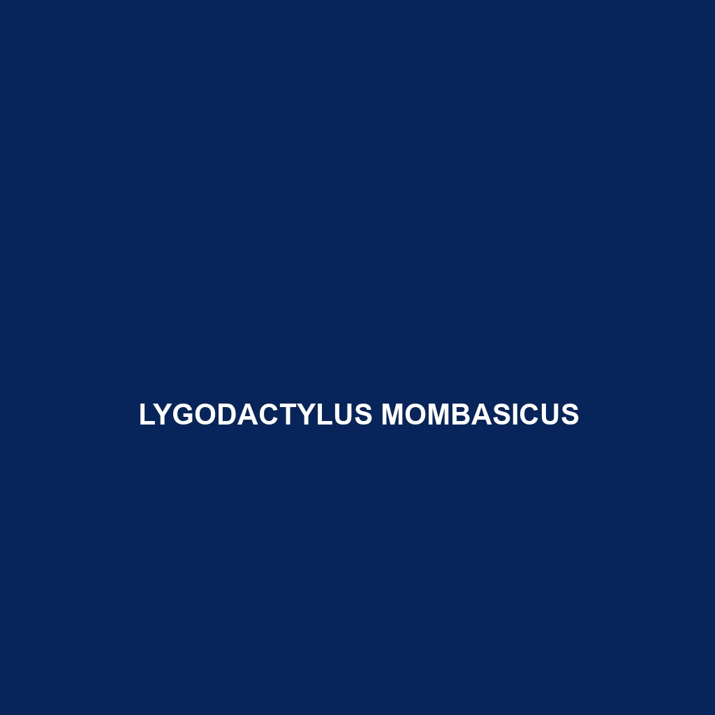 Lygodactylus mombasicus