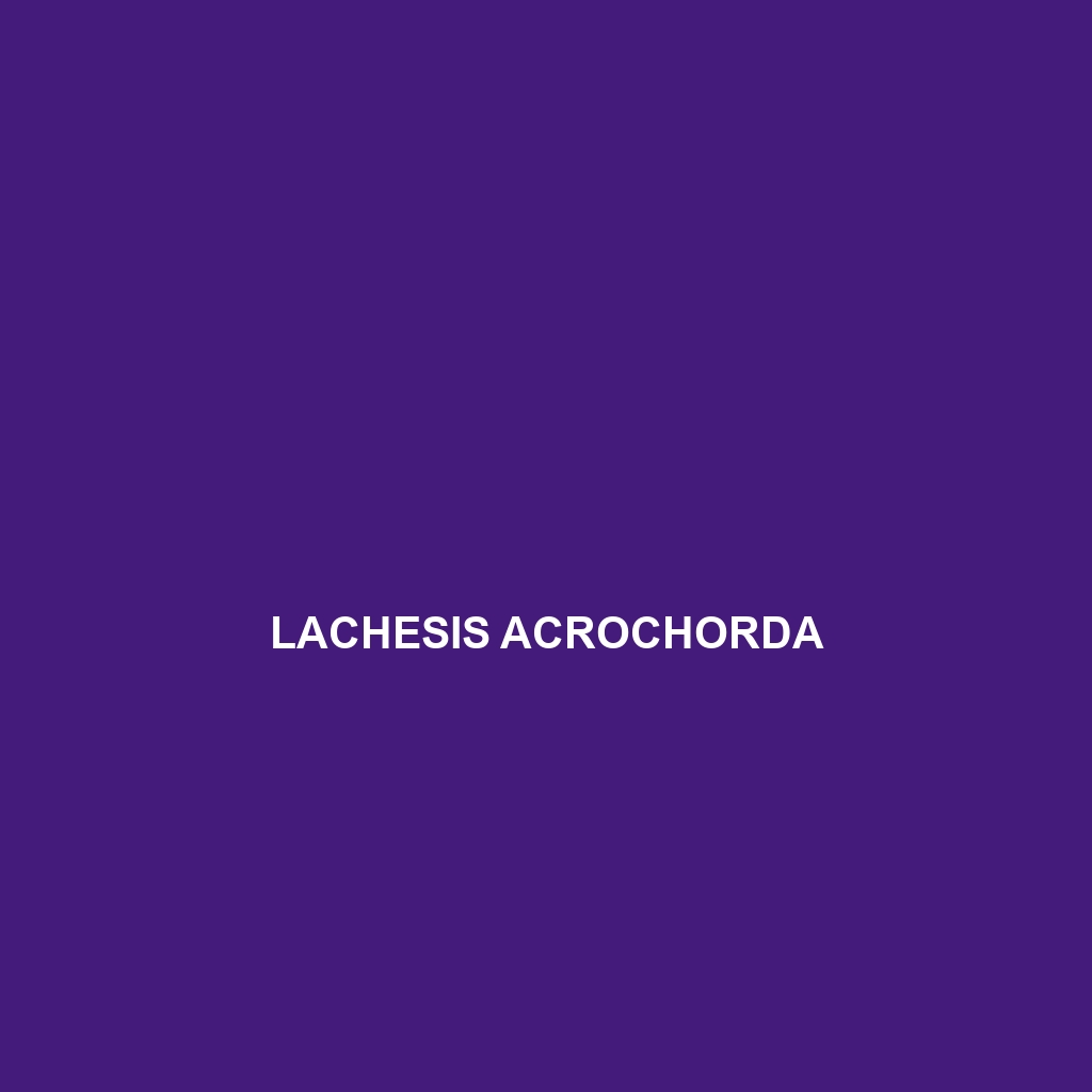 Lachesis acrochorda