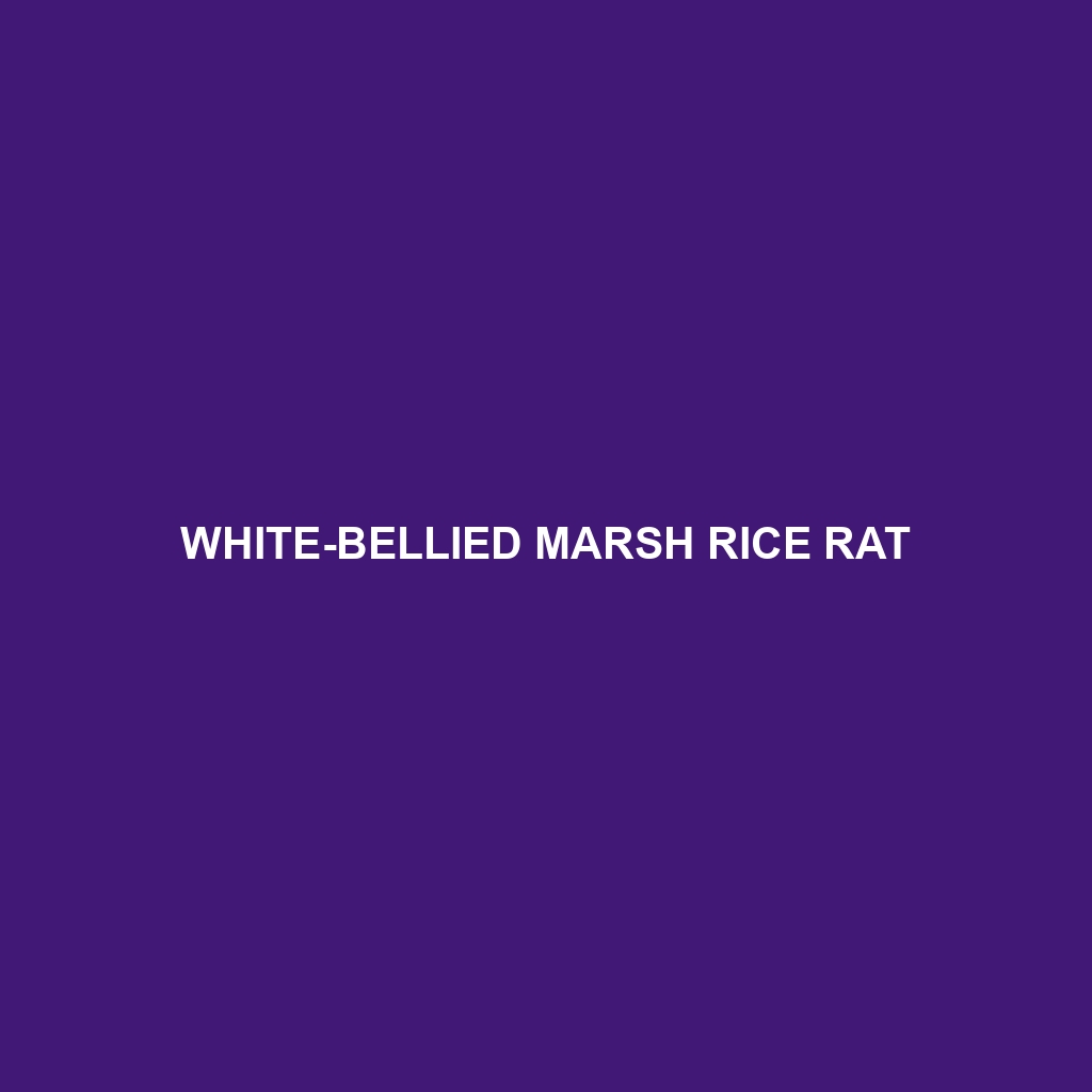 White-bellied Marsh Rice Rat